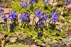 Phyteuma globulariifolium