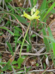 Lachenalia orchioides
