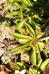 Phyteuma globulariifolium
