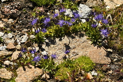 Phyteuma globulariifolium