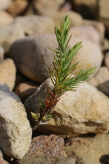 Juniperus turbinata
