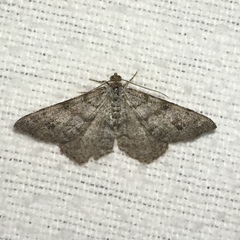 Digrammia ocellinata