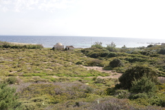 Sarcopoterium spinosum