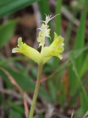 Lachenalia orchioides