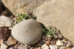 Polycarpon polycarpoides polycarpoides