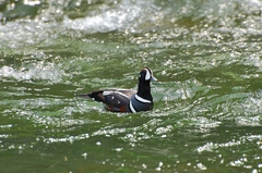 Histrionicus histrionicus