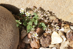 Polycarpon polycarpoides polycarpoides