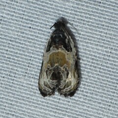 Olethreutes griseoalbana