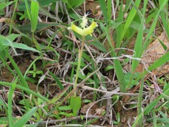 Lachenalia orchioides