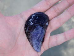 Mytilus edulis