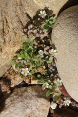 Polycarpon polycarpoides polycarpoides