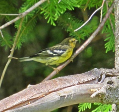 Setophaga fusca