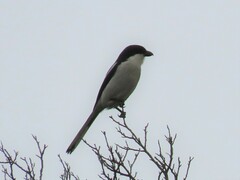 Lanius collaris collaris