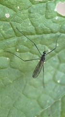 Gnophomyia tristissima