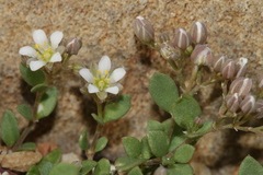 Polycarpon polycarpoides polycarpoides