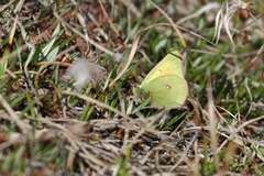 Colias canadensis