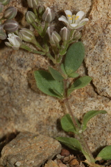 Polycarpon polycarpoides polycarpoides