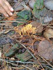 Phaeoclavulina flaccida