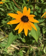 Rudbeckia
