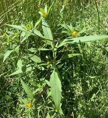 Bidens connata