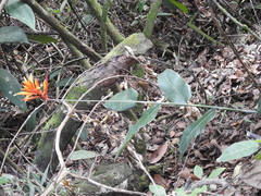 Heliconiaceae