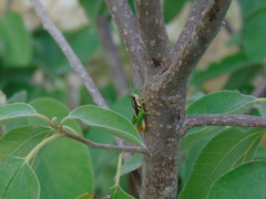 Phaedrotettix violai