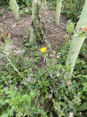 Helminthotheca echioides