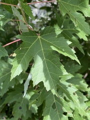 Acer saccharinum