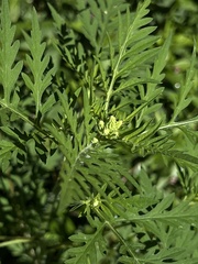 Ambrosia artemisiifolia