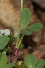 Trifolium nigrescens image