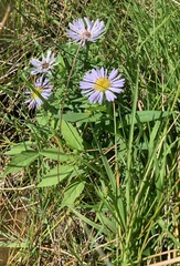 Symphyotrichum novi-belgii