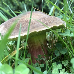 Xerocomellus chrysenteron