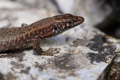 Algyroides nigropunctatus