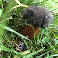 Xerocomellus chrysenteron