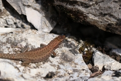 Algyroides nigropunctatus
