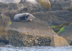 Phoca vitulina vitulina