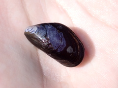 Mytilus edulis