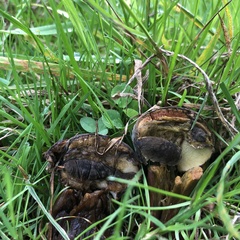 Xerocomellus chrysenteron