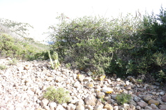 Periploca laevigata angustifolia