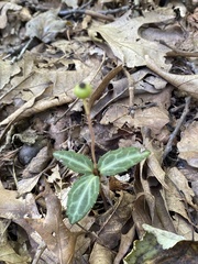 Chimaphila maculata
