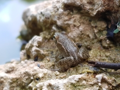 Pelophylax kurtmuelleri