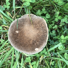 Xerocomellus chrysenteron