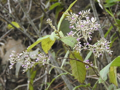 Vernonieae