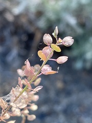Lepidium densiflorum