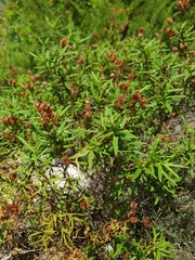 Cistus monspeliensis