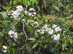 Fridericia