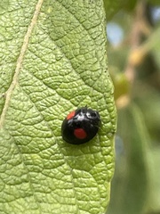 Chilocorus renipustulatus