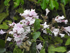 Fridericia