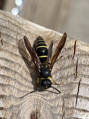 Ancistrocerus