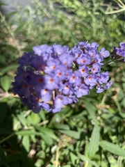Buddleja